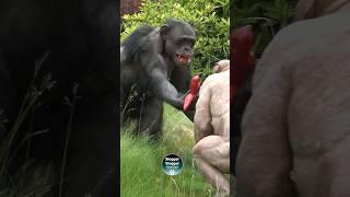 Red Teeth Alert! #Chimpanzees #TwycrossZoo #viralshorts