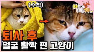 회사 서열 1위였던 직장인 고양이, 퇴사하고 집냥이 되다! 얼굴빛 좋아진 냥이와 미리 메리 크리스마스 보낸 냥신과 집사┃#왜그러냥귀엽개