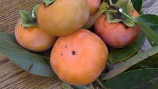 Persimmon Fruit | The Fruit of the Gods