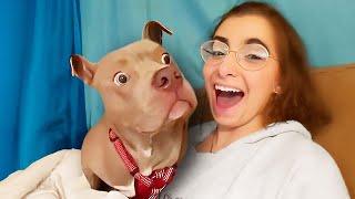 Best dog videos of the decade  Funny Dog and Human
