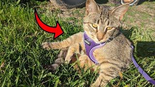 Is This Cat Harness Escape Proof?