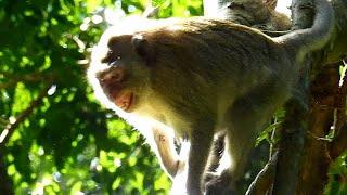 god help mom Jane was attack by other male monkey when she reject his love