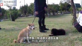 狗狗聽我的 - 狗狗社交禮儀 (Dog Social Manners)