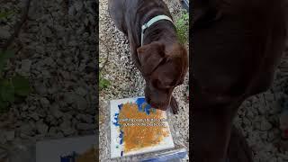 🫶Join our Dog Lick Painting WorkshopBoston & MA