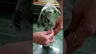Обрезка и укоренение шеффлеры #комнатныерастения #шеффлера #черенкование #укоренение