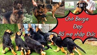 Chó becgie thuần chủng bố mẹ nhập Đức / trại chó becgie Hoàng Minh