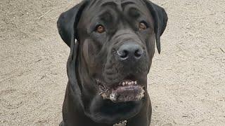 JelloVibez K9 is going live! Cane Corso heel work