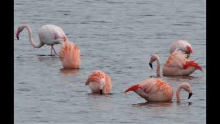 Flamingo kolonie Zwillbrock