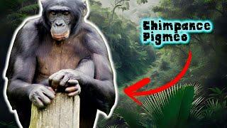 Bonobo | Documental de Animales