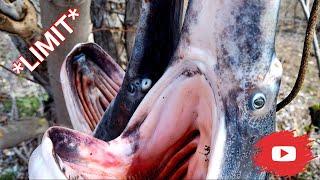 Snagging Paddlefish on Truman Lake *Osage River LIMIT* - Catch and Clean