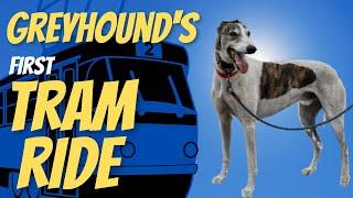 Greyhound's First Tram Ride