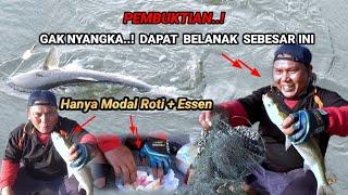 GAK NYANGKA..! MANCING BELANAK PAKAI UMPAN ROTI+ESSEN DAPAT SEBESAR INI