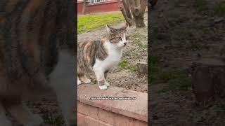 Почему кошки уходят из дома? 
