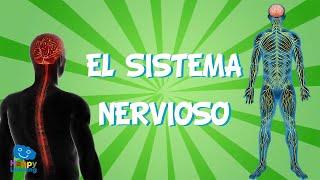 El Sistema Nervioso | Videos Educativos para Niños