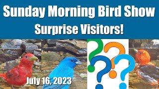 Surprise Visitors at the Bird Pond! July 16, 2023 Sunday Morning Birds (& Raccoons)