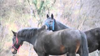 Horses Mating Up Close And Hard For A Long Time | Funny Animals Compilation Animal Videos 2015