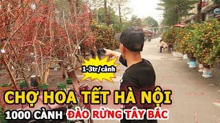 Chợ Hoa Tết Hà Nội Bạt Ngàn Đào Rừng Tây Bắc 1-3tr/Cành Ngày Cận Tết #docutv