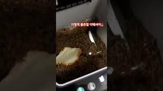 미생물 음식물처리기 리얼 후기 / 식빵 분해 몇초컷?