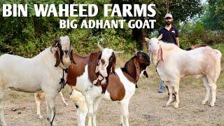 Big Adhant & Big Kota Malwa At Bin Waheed Goat Farm