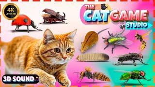 Cat Games  Ultimate Bug Chase Adventure  The Best Video for Cats