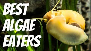 10 Best Algae Eaters for Freshwater Aquariums 