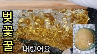 향이 좋은 벚꽃꿀 벌집내린꿀을 내렸어요,벚꽃꿀효능 (Cherry blossom honey harvest)