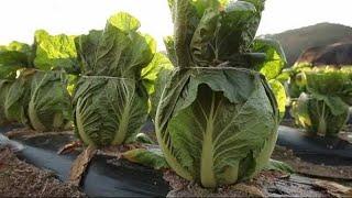 Amazing Cabbage Farming & Cabbage Harvesting Cabbage Agriculture Technology