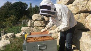 RÉUSSIR vos débuts en apiculture !