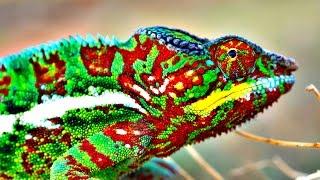 How Do Chameleons Change Color?