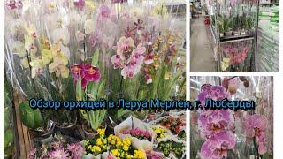 Обзор орхидей в Леруа Мерлен, г. Люберцы, МО#orchid#original#обзор#plants#цветы