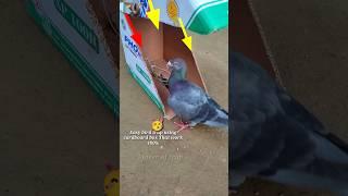 pigeon trap | bird trap | using cardboard box #shorts #youtubeshorts #ytshort