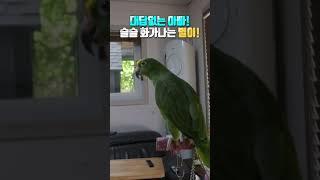 앵그리버드 실사판 앵무새  별이~~아빠를 부르다 대답이없자!!! 별이가 한말은??