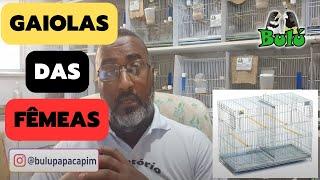 CURSO REPRODUÇÃO DE PÁSSAROS - AULA 7 | GAIOLA DA FÊMEA