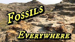 Digging Dinosaurs - Fossil Hunting South Dakota - part 1