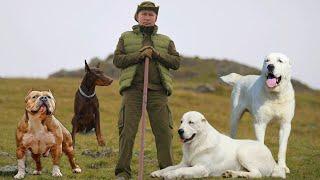 Какие собаки охраняют Путина дворец, и его семью.