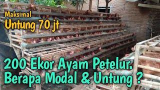 200 ekor ayam petelur. Berapa Modal & Untung ?