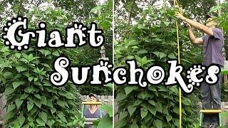 Giant Sunchokes Grown in Free Wood Chip & Coffee Ground Compost (Jerusalem Artichokes)