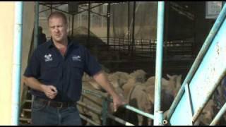 The truth about the live sheep export trade