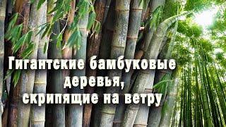 Звуки бамбукового леса