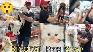 Labrador - Tollinton market Lahore - Persian cat - Dog market in Pakistan - Persian kittens