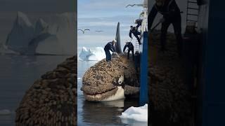 The killer whale has parasitic barnacles on its body and asks the sailor for help