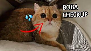 BOBA EYES EXPLAINED!! British shorthair vet visit #cat #vet