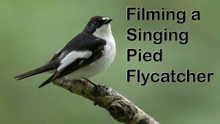 Surprising bonus while filming a Pied flycatcher with the OM 150-600mm Lens