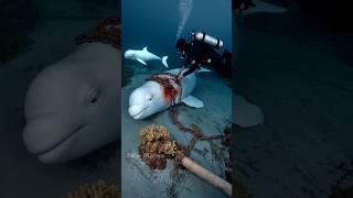 A baby whale sought help from sailors who rescued a badly injured mother whale from danger