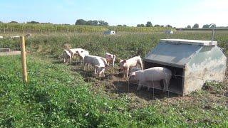 Freilandschweine auf dem Biolandhof Frohnenbruch