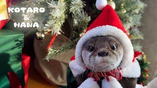 How Do Santa Otters Spend Christmas?