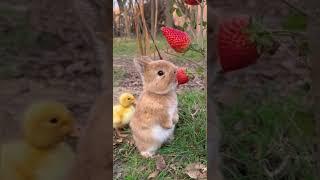 Dovşan  #animals #rabbit