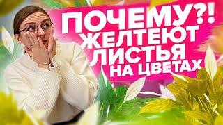 ЖЕЛТЕЮТ ЛИСТЬЯ НА ЦВЕТАХ? Листья все расскажут!