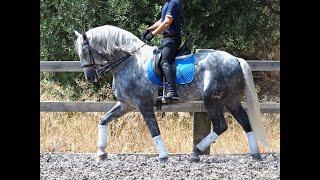 Baroque Spanish horse of fantastic bloodlines. 2020-167cm