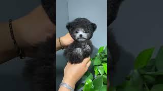 Xiao Huihui is here to poke your heart. Hui Teddy is so cute that it explodes. Be a happy person to